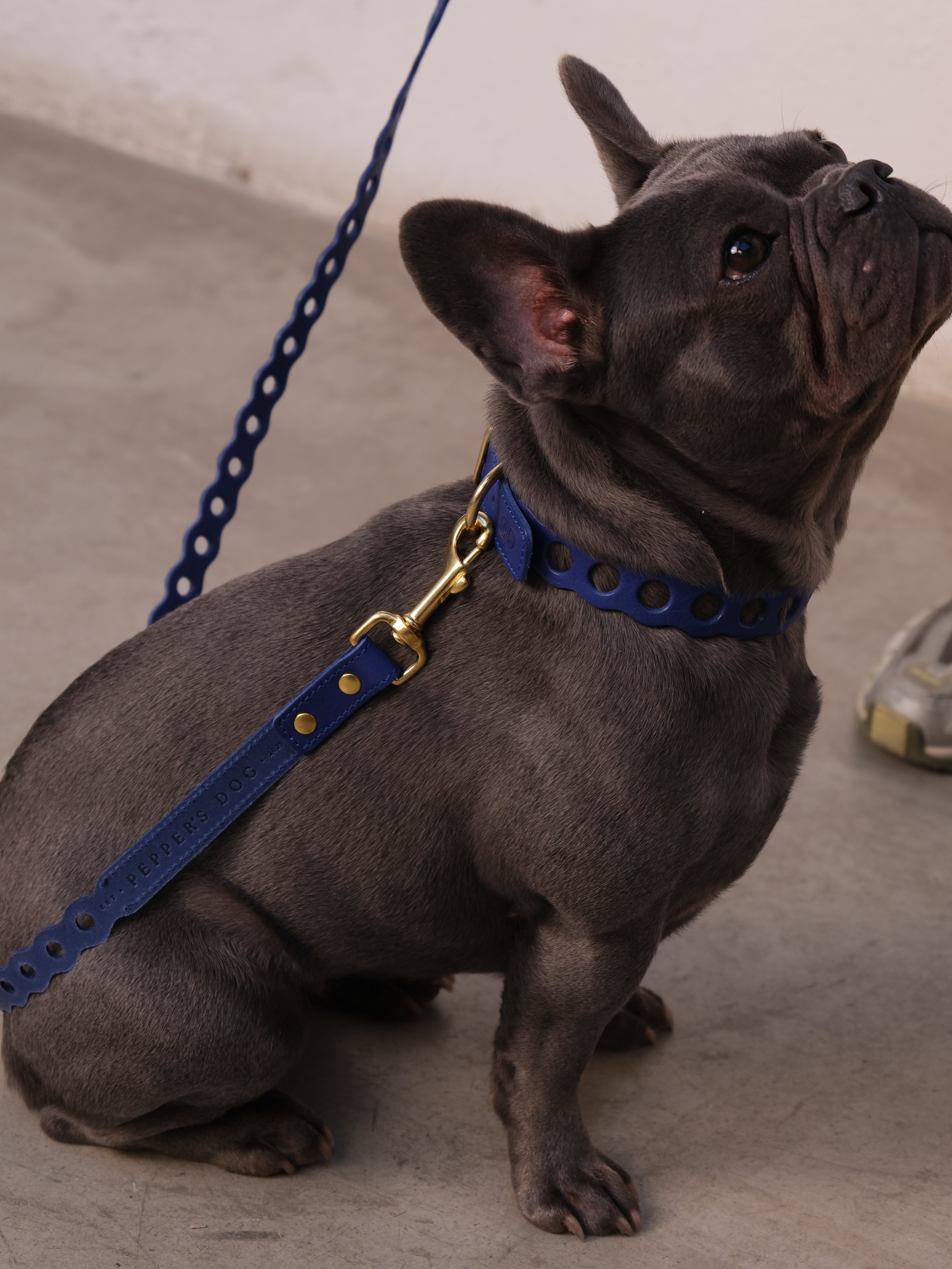 Collars – Pepper's Dog